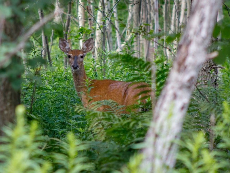 Animism and Druidry: Connecting with the Spirit in All&nbsp;Things