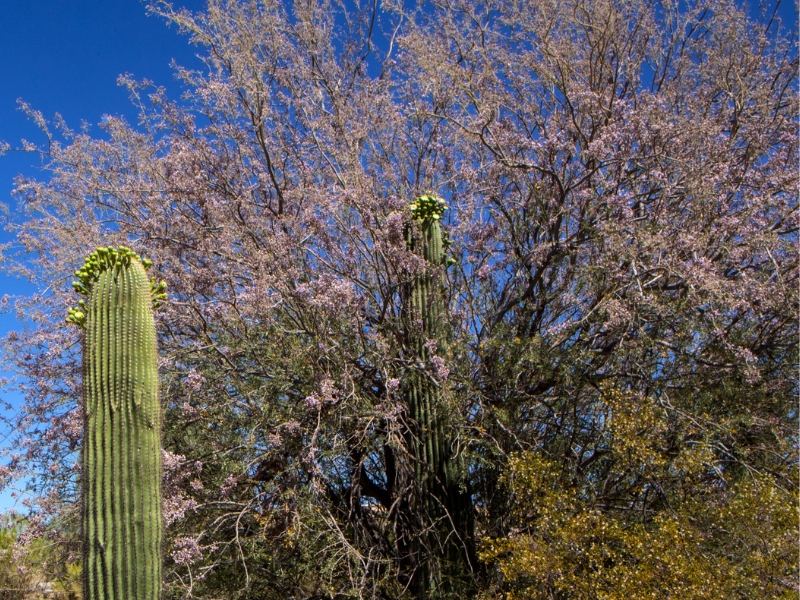 Ironwood: The Desert&nbsp;Sentinel