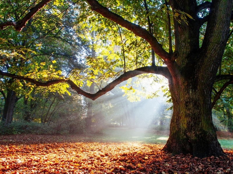 The Helper: The Wisdom of the&nbsp;Oak
