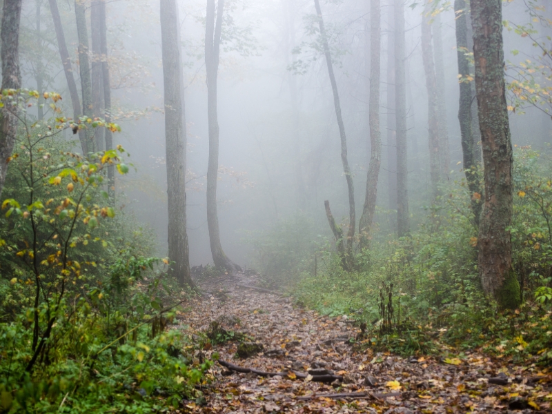 The Individualist: Sacredness of the Mist – Joyful Aspen