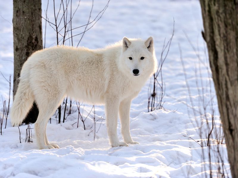 The Return of the Dire Wolf: A Druid’s Reflection on Ancestral Echoes and the Spirit of&nbsp;Restoration