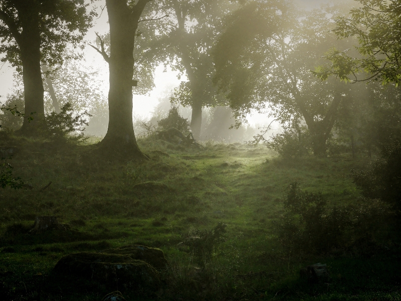 The Loyalist: The Protection of the&nbsp;Grove